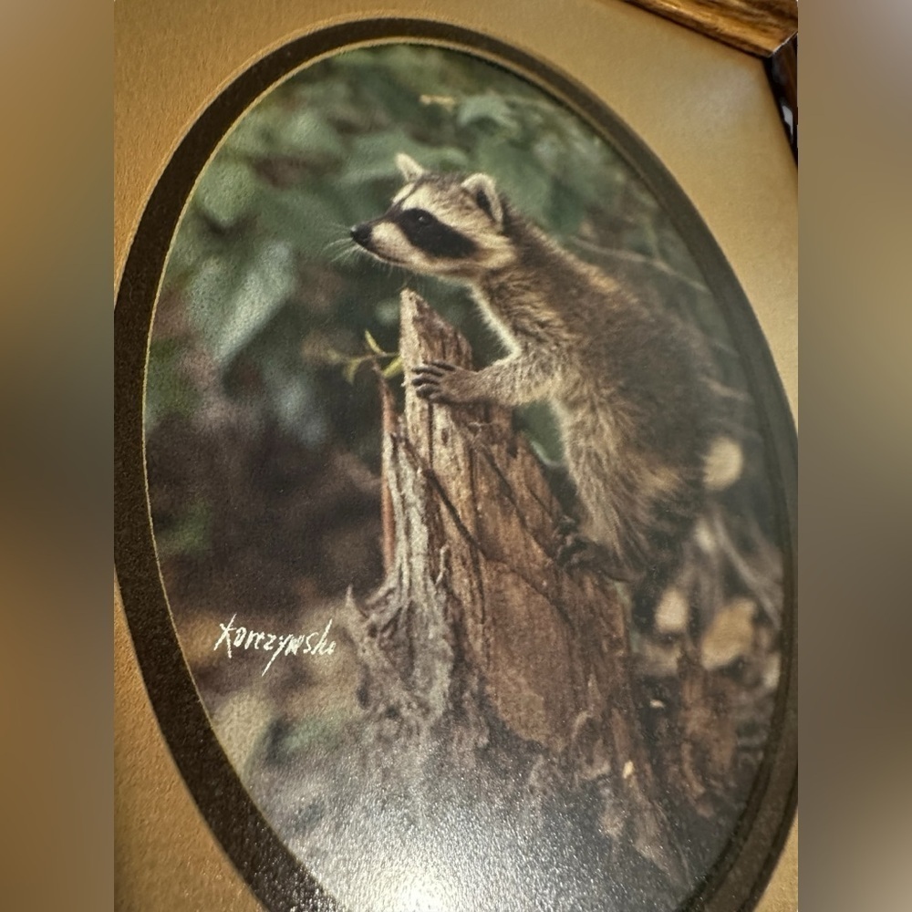 Vintage Framed Matted Set Of Two Baby Raccoon Photos - Picture 5 of 9